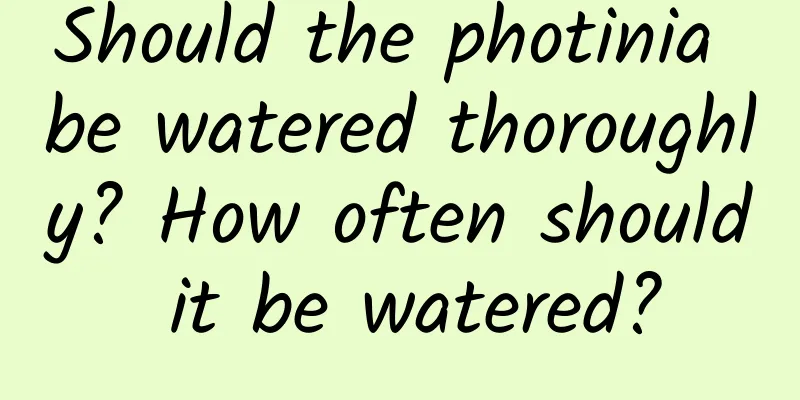 Should the photinia be watered thoroughly? How often should it be watered?