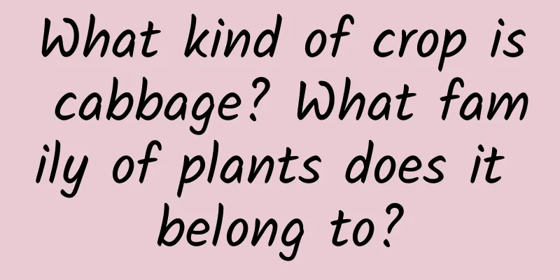 What kind of crop is cabbage? What family of plants does it belong to?