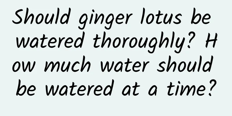 Should ginger lotus be watered thoroughly? How much water should be watered at a time?