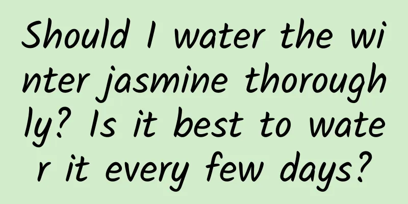 Should I water the winter jasmine thoroughly? Is it best to water it every few days?