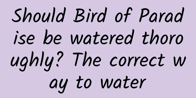 Should Bird of Paradise be watered thoroughly? The correct way to water