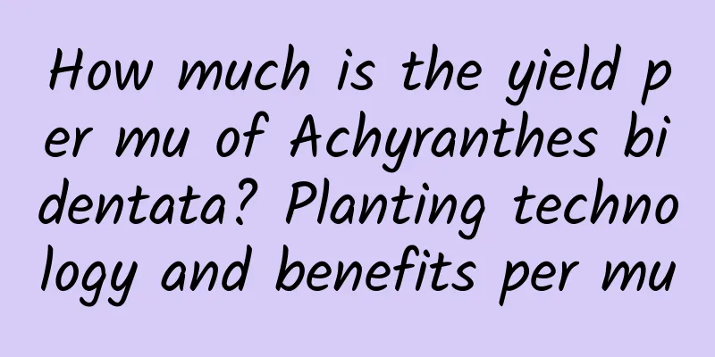 How much is the yield per mu of Achyranthes bidentata? Planting technology and benefits per mu