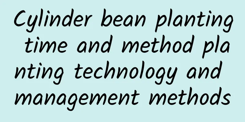 Cylinder bean planting time and method planting technology and management methods