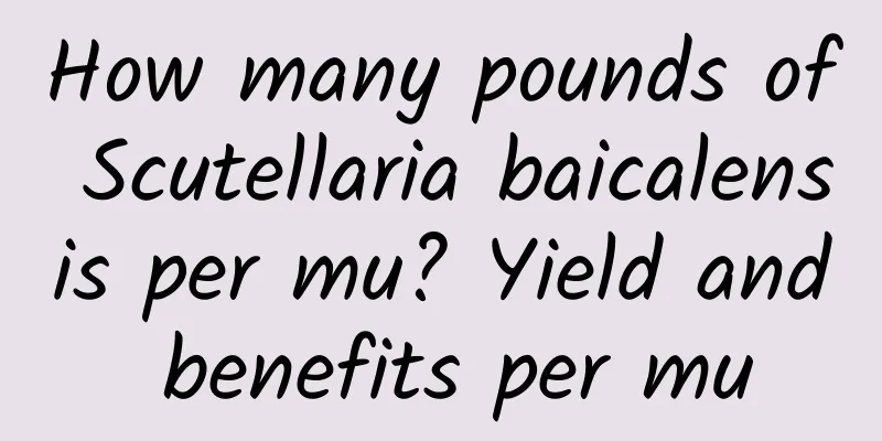 How many pounds of Scutellaria baicalensis per mu? Yield and benefits per mu