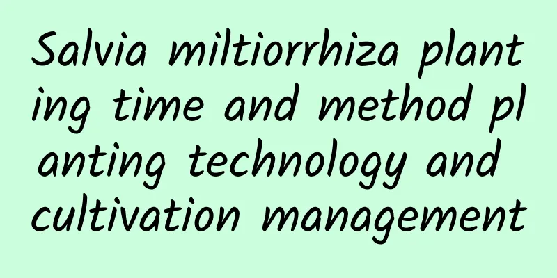 Salvia miltiorrhiza planting time and method planting technology and cultivation management