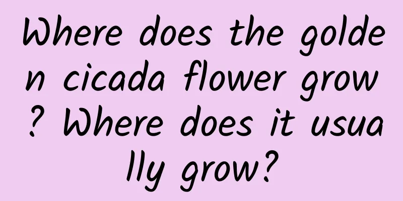 Where does the golden cicada flower grow? Where does it usually grow?