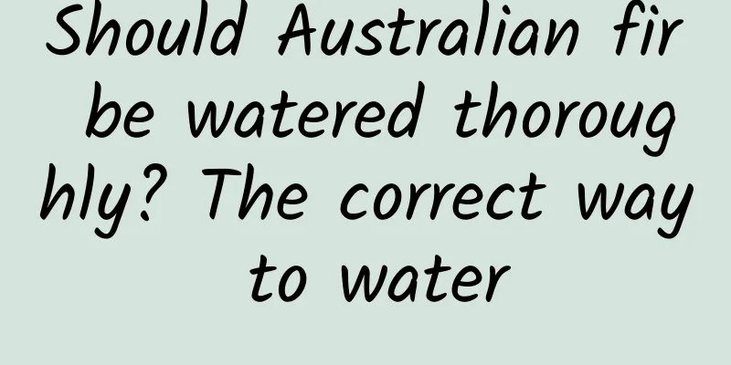 Should Australian fir be watered thoroughly? The correct way to water