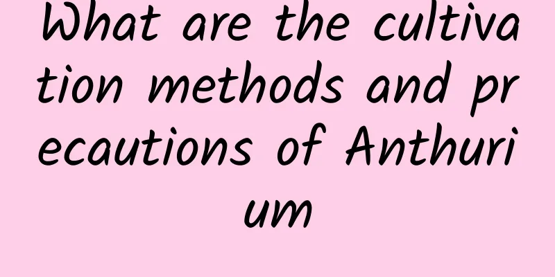 What are the cultivation methods and precautions of Anthurium