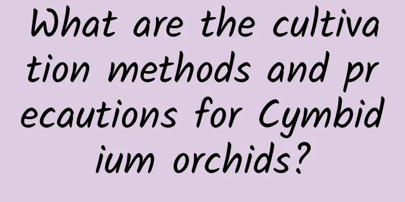 What are the cultivation methods and precautions for Cymbidium orchids?