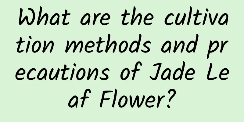 What are the cultivation methods and precautions of Jade Leaf Flower?