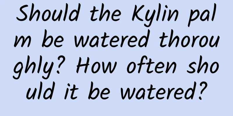Should the Kylin palm be watered thoroughly? How often should it be watered?