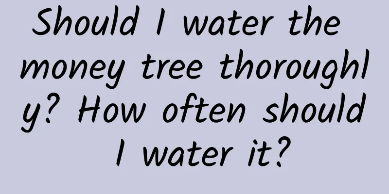 Should I water the money tree thoroughly? How often should I water it?