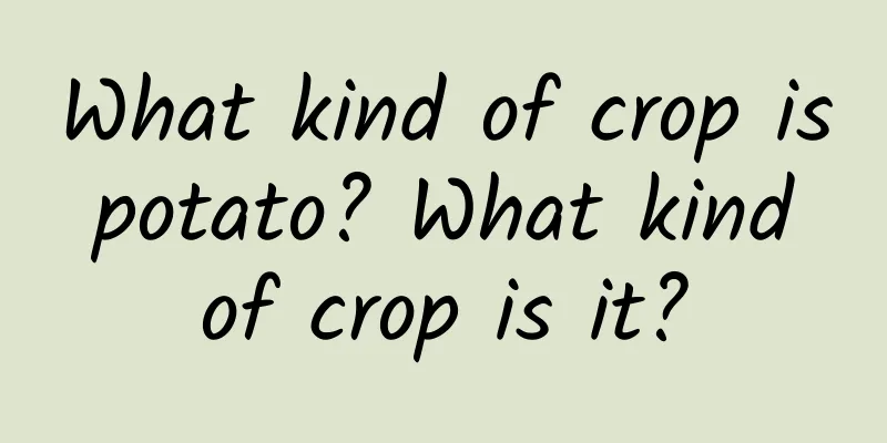What kind of crop is potato? What kind of crop is it?