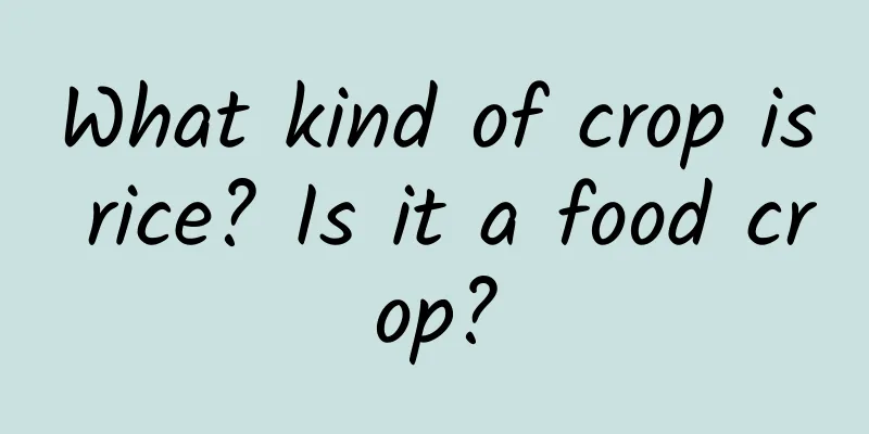 What kind of crop is rice? Is it a food crop?