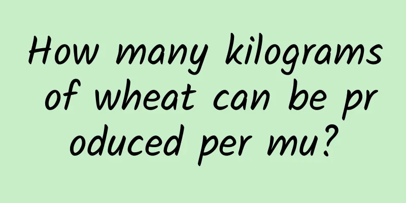 How many kilograms of wheat can be produced per mu?
