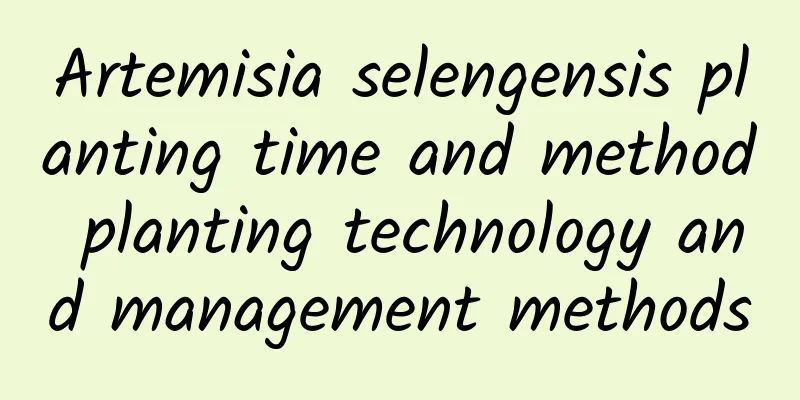 Artemisia selengensis planting time and method planting technology and management methods