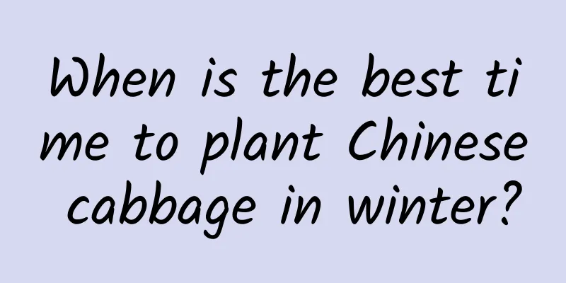 When is the best time to plant Chinese cabbage in winter?