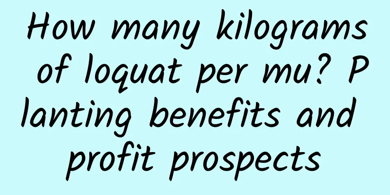How many kilograms of loquat per mu? Planting benefits and profit prospects
