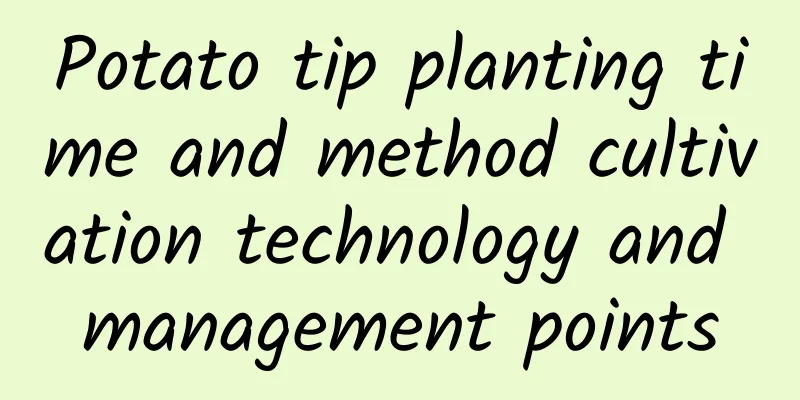 Potato tip planting time and method cultivation technology and management points