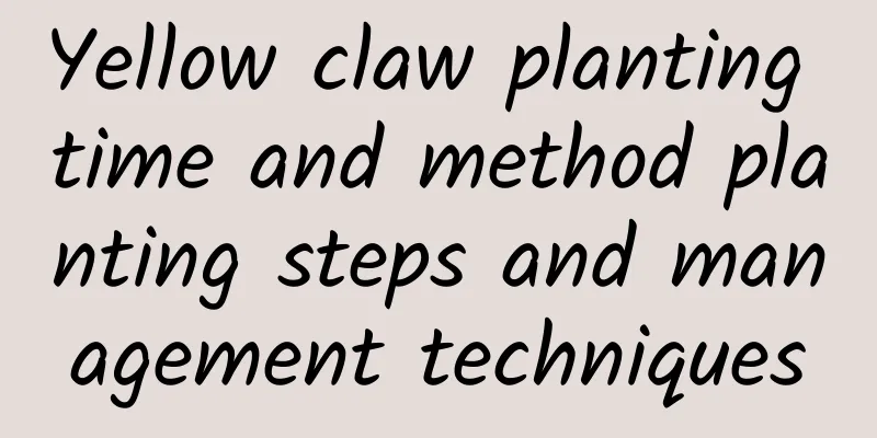 Yellow claw planting time and method planting steps and management techniques
