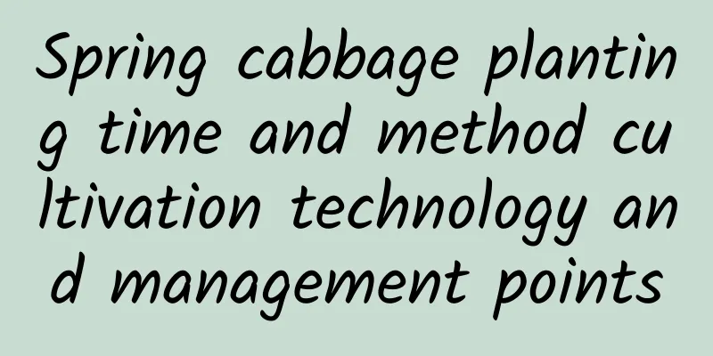 Spring cabbage planting time and method cultivation technology and management points