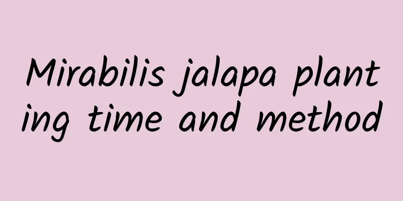 Mirabilis jalapa planting time and method