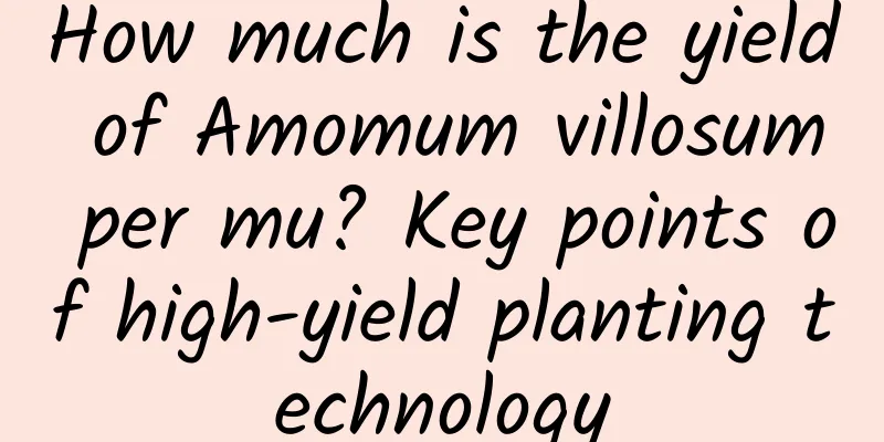 How much is the yield of Amomum villosum per mu? Key points of high-yield planting technology