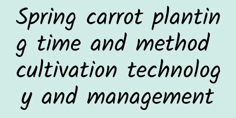 Spring carrot planting time and method cultivation technology and management