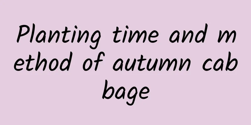 Planting time and method of autumn cabbage