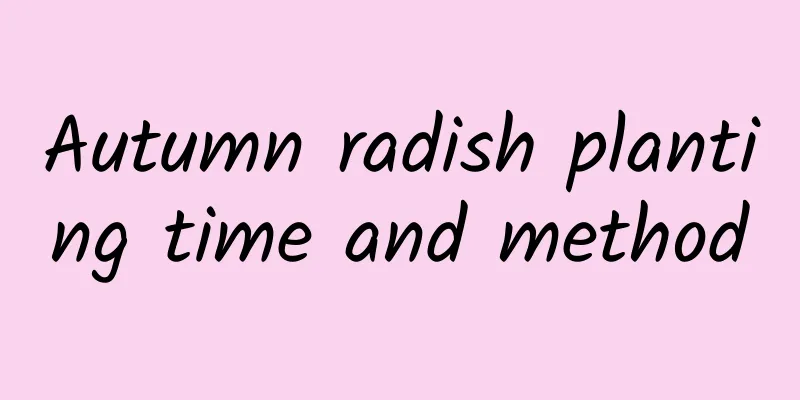 Autumn radish planting time and method