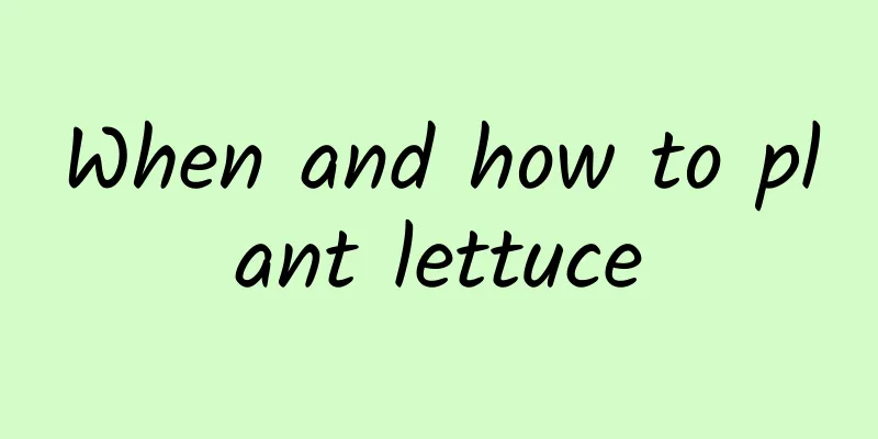 When and how to plant lettuce