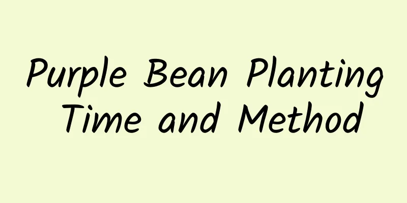 Purple Bean Planting Time and Method