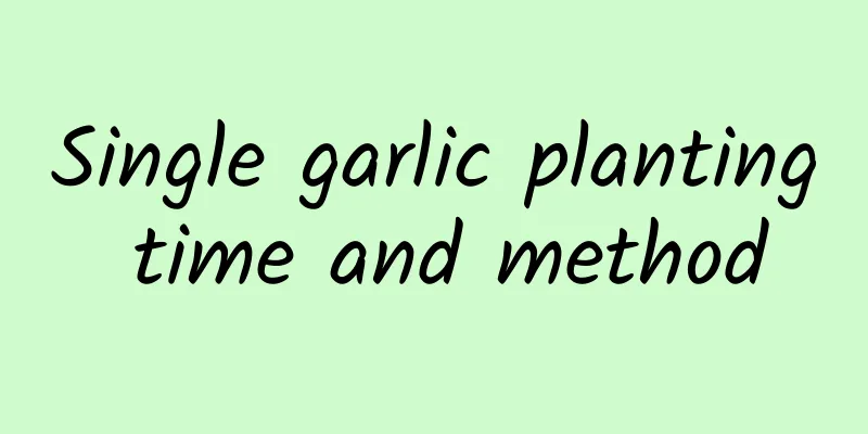 Single garlic planting time and method