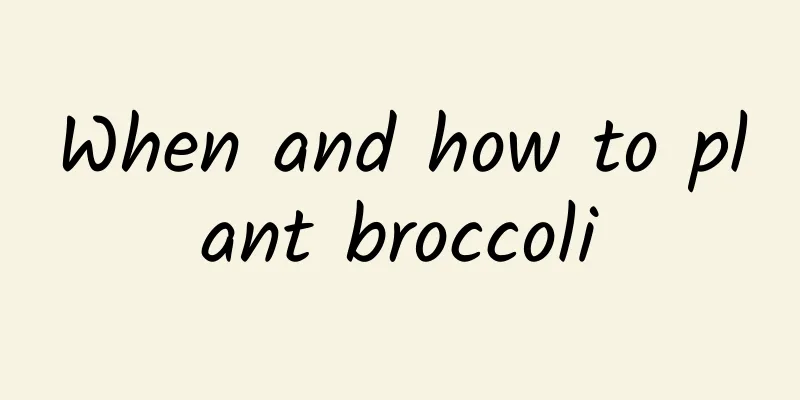 When and how to plant broccoli