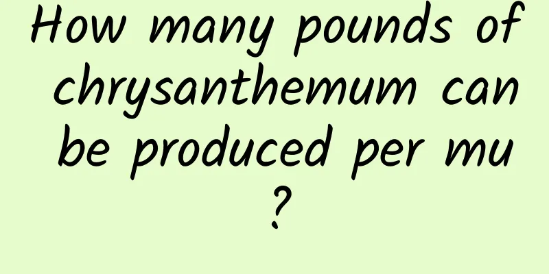 How many pounds of chrysanthemum can be produced per mu?