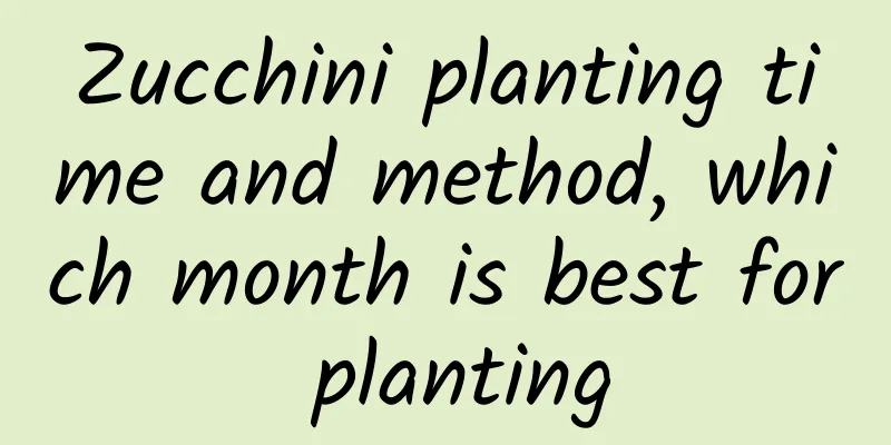 Zucchini planting time and method, which month is best for planting