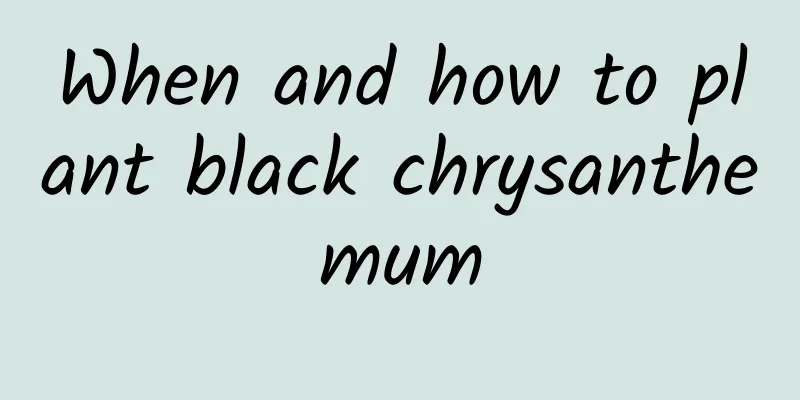 When and how to plant black chrysanthemum