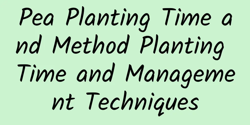 Pea Planting Time and Method Planting Time and Management Techniques