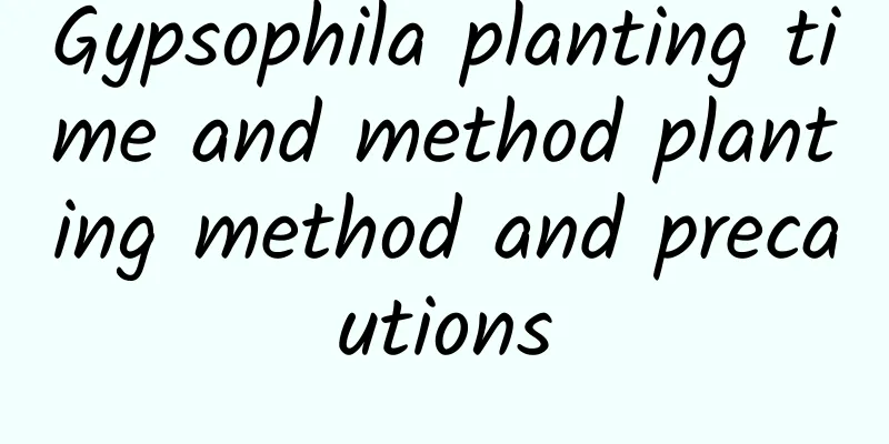 Gypsophila planting time and method planting method and precautions