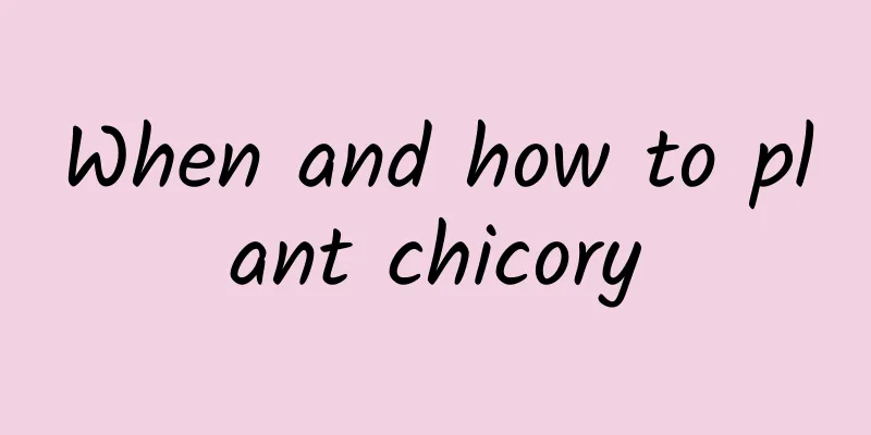 When and how to plant chicory