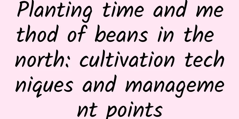 Planting time and method of beans in the north: cultivation techniques and management points