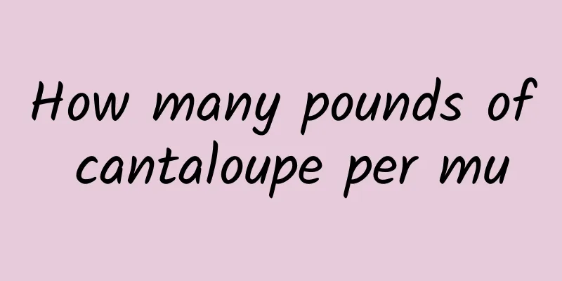 How many pounds of cantaloupe per mu