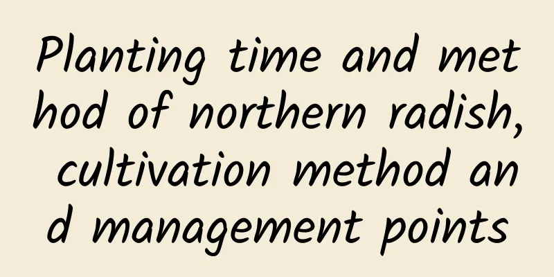 Planting time and method of northern radish, cultivation method and management points