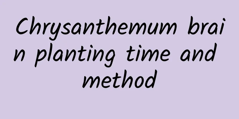 Chrysanthemum brain planting time and method