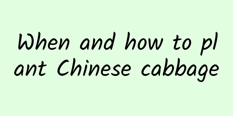 When and how to plant Chinese cabbage