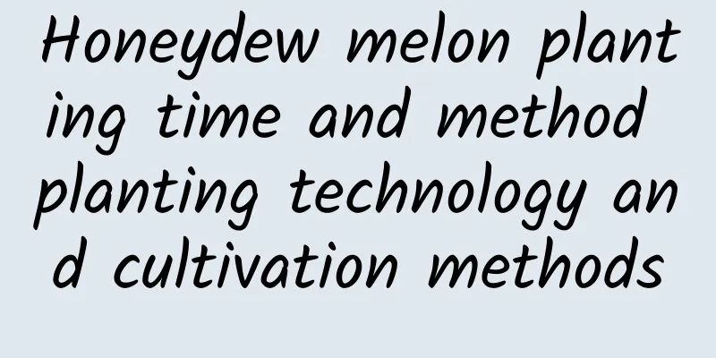 Honeydew melon planting time and method planting technology and cultivation methods