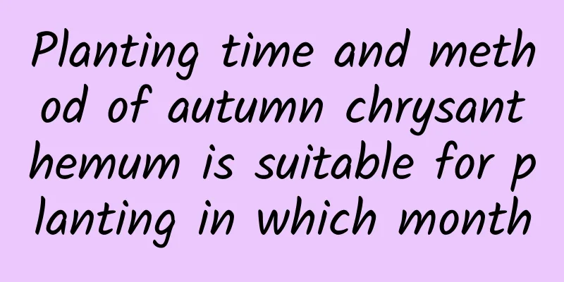 Planting time and method of autumn chrysanthemum is suitable for planting in which month