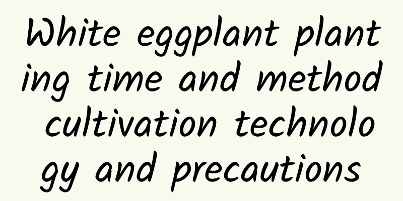 White eggplant planting time and method cultivation technology and precautions