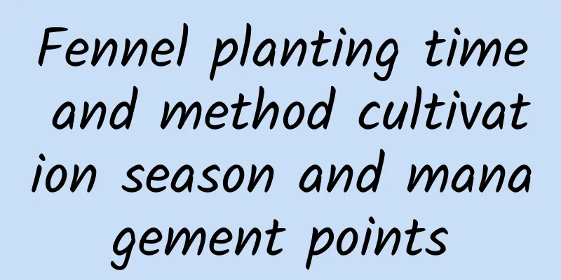 Fennel planting time and method cultivation season and management points