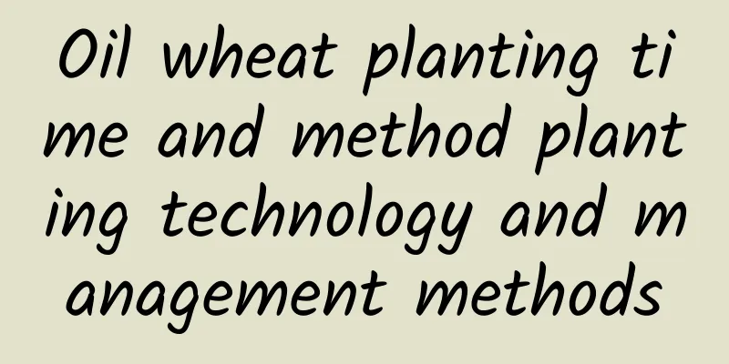 Oil wheat planting time and method planting technology and management methods